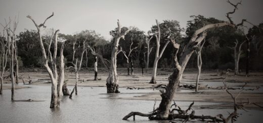 Madagascar vs Tanzania vs Costa Rica for Wildlife Photography 2026: Which Is Best? — Madagascar