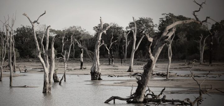 Madagascar vs Tanzania vs Costa Rica for Wildlife Photography 2026: Which Is Best? — Madagascar
