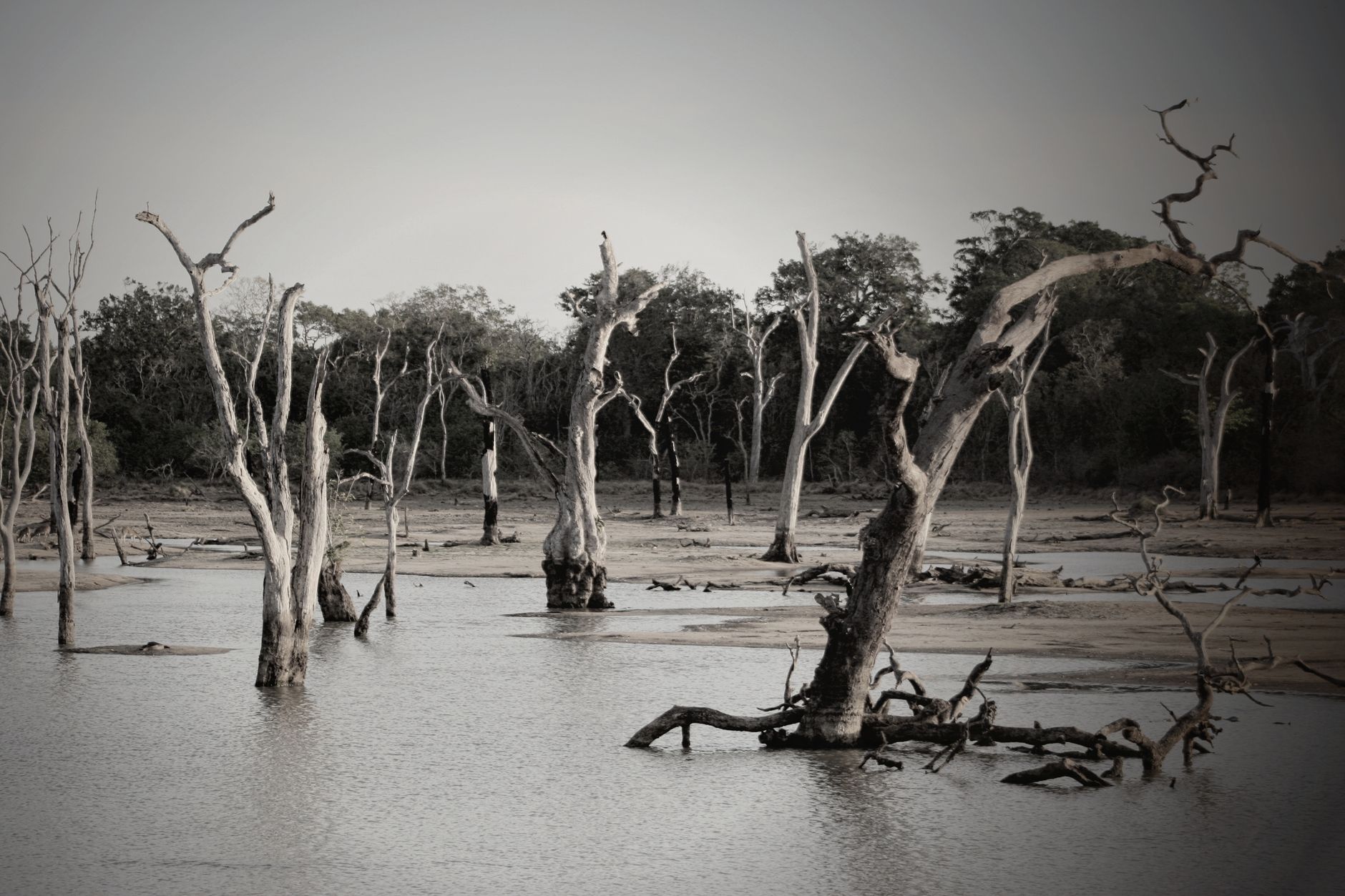 Madagascar vs Tanzania vs Costa Rica for Wildlife Photography 2026: Which Is Best? — Madagascar