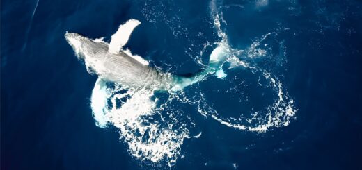 Madagascar Whale Watching Tour Packages 2026: Tiers, Operators & What's Included — Madagascar