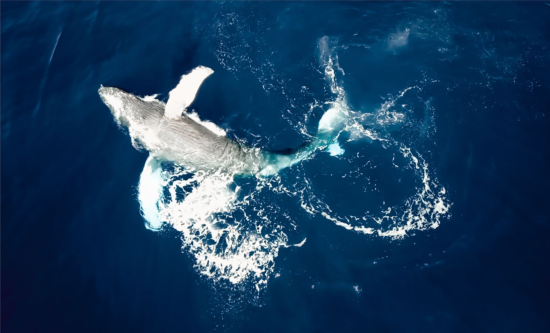 Madagascar Whale Watching Tour Packages 2026: Tiers, Operators & What's Included — Madagascar