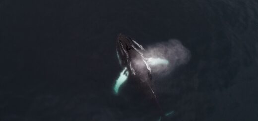 Madagascar Whale Watching Trip Cost 2026: Full Budget Breakdown by Tier — Madagascar