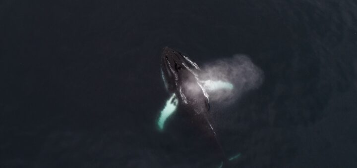 Madagascar Whale Watching Trip Cost 2026: Full Budget Breakdown by Tier — Madagascar