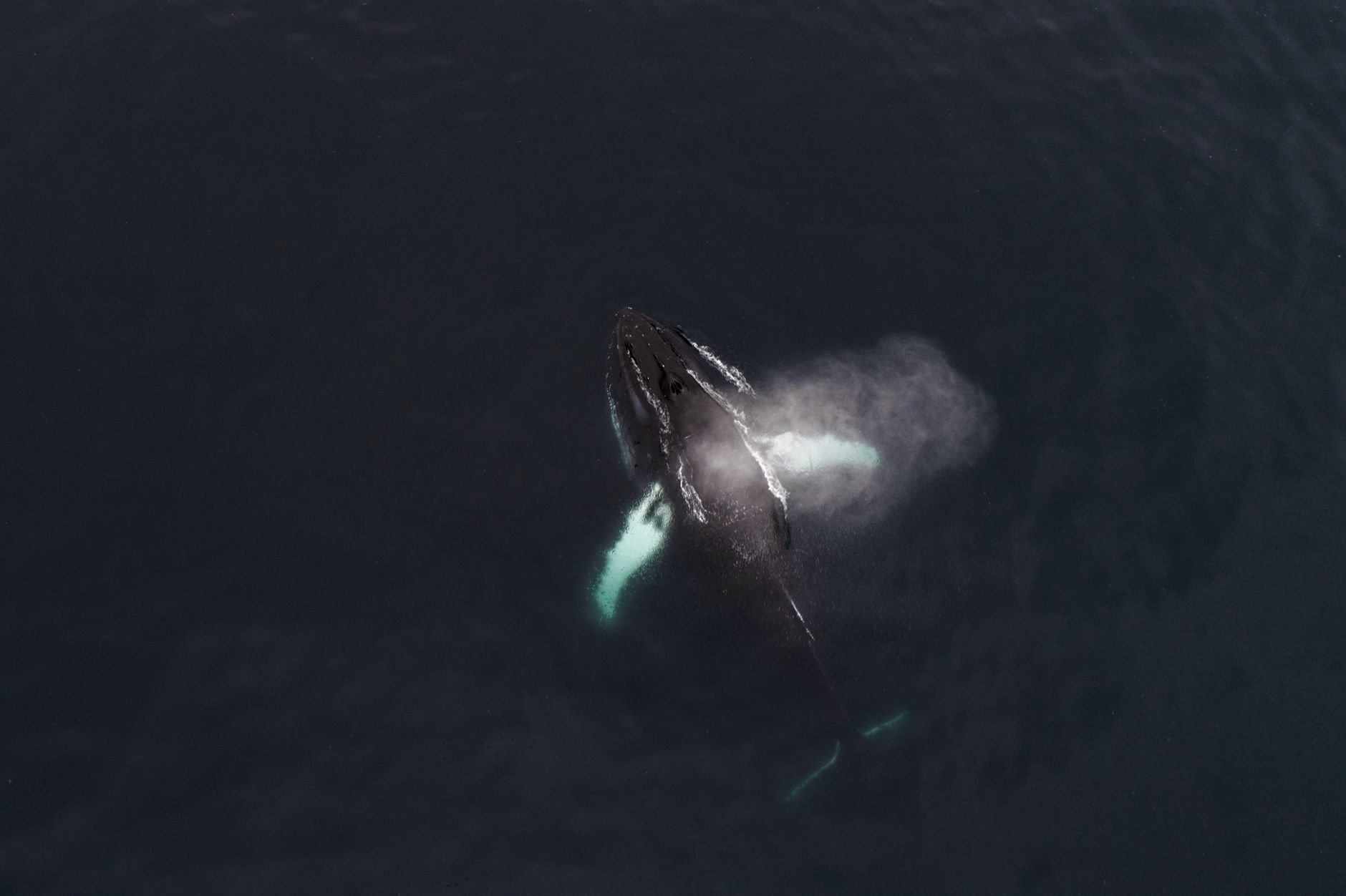 Madagascar Whale Watching Trip Cost 2026: Full Budget Breakdown by Tier — Madagascar