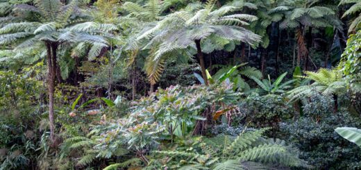 Madagascar Wildlife Photography 2026: Lemurs, Chameleons, Gear & Where to Shoot — Madagascar