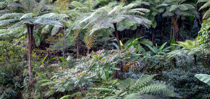 Madagascar Wildlife Photography 2026: Lemurs, Chameleons, Gear & Where to Shoot — Madagascar