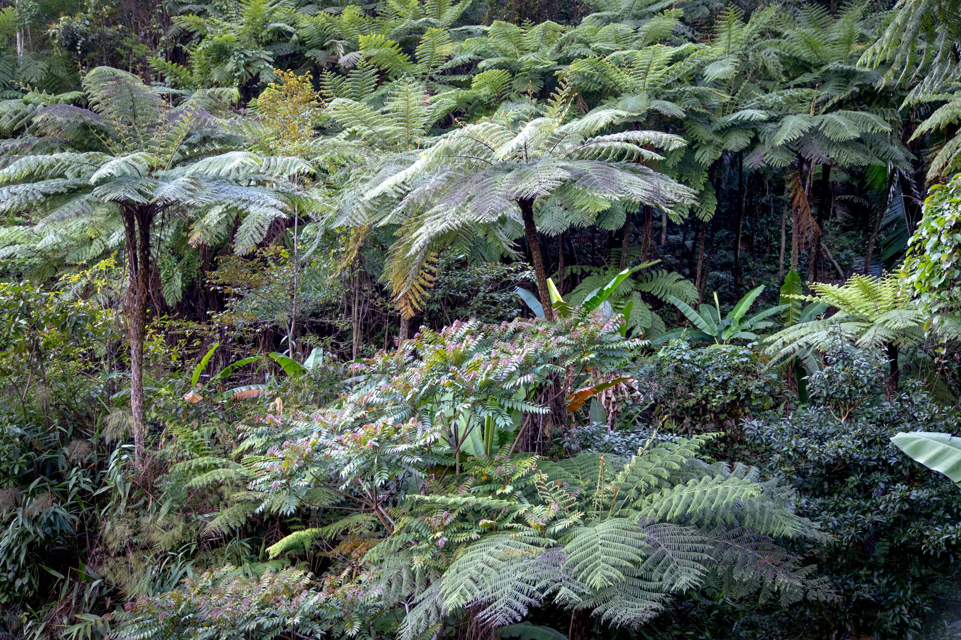 Madagascar Wildlife Photography 2026: Lemurs, Chameleons, Gear & Where to Shoot — Madagascar