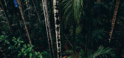 Madagascar With Kids 2026: The Best Things to Do With Children — Madagascar