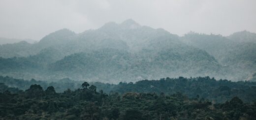 Marojejy Trip Cost 2026: Park Fees, Guides, Porters & Full Budget Breakdown — Madagascar