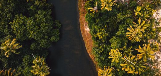 Masoala Tours & Packages 2026: Rainforest, Marine & Whale Trips, How to Book — Madagascar