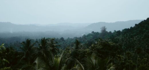 Ranomafana National Park Complete Guide 2026: Lemurs, Rainforest & Night Walks — Madagascar