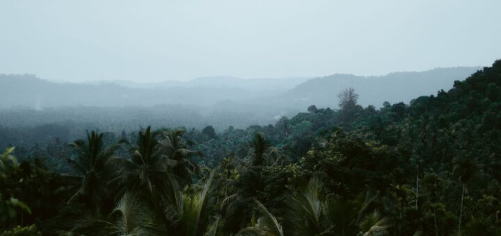 Ranomafana National Park Complete Guide 2026: Lemurs, Rainforest & Night Walks — Madagascar