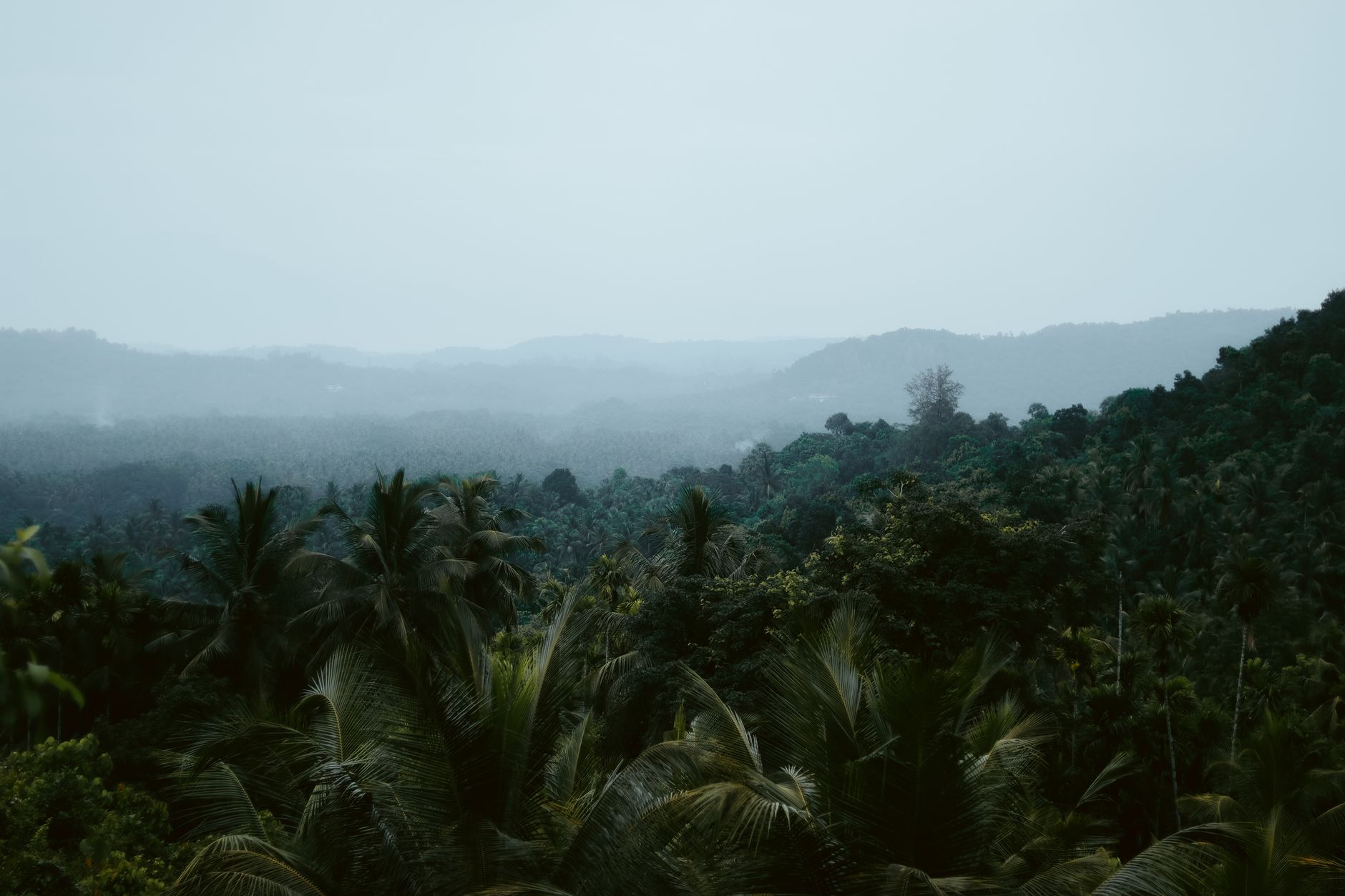 Ranomafana National Park Complete Guide 2026: Lemurs, Rainforest & Night Walks — Madagascar