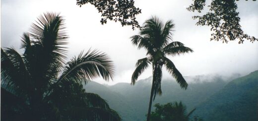 Ranomafana Tours & Packages 2026: Guided Walks, Trips & How to Book — Madagascar