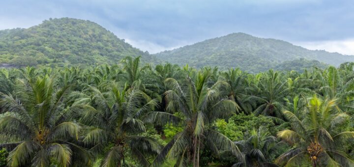 Southern Madagascar Tour Packages 2026: RN7, Ranomafana, Isalo & the Coast — Madagascar