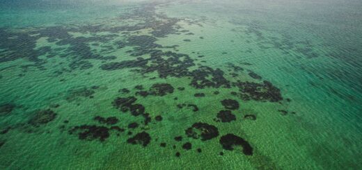 Things to Do in Toliara & Ifaty 2026: Reef, Spiny Forest & Beaches — Madagascar