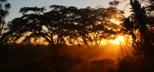 Tsingy de Bemaraha Trip Cost 2026: Park Fees, 4x4, Guides & Full Budget — Madagascar
