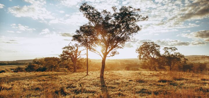 Types of Baobabs in Madagascar 2026: All Six Endemic Species & How to Tell Them Apart — Madagascar
