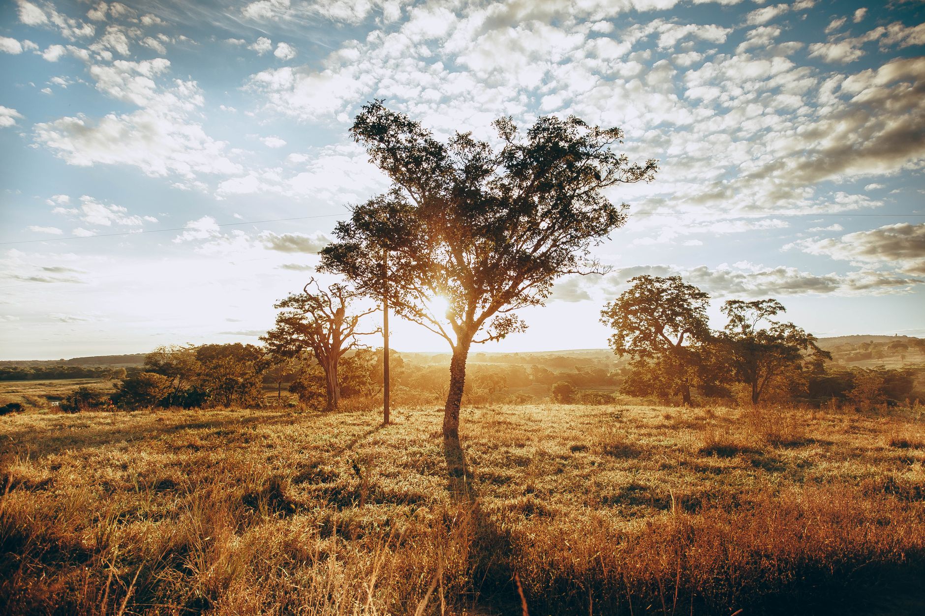 Types of Baobabs in Madagascar 2026: All Six Endemic Species & How to Tell Them Apart — Madagascar