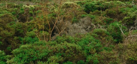 Types of Tortoises in Madagascar 2026: Radiated, Ploughshare, Spider & Flat-tailed — Madagascar