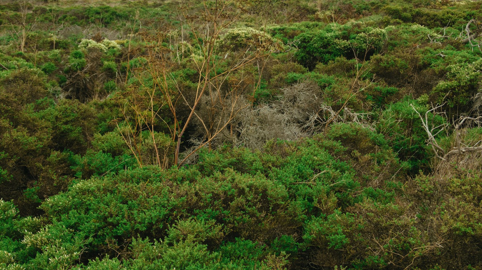 Types of Tortoises in Madagascar 2026: Radiated, Ploughshare, Spider & Flat-tailed — Madagascar