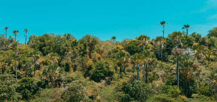 Madagascar - Whale Season Madagascar: July–September Planning Guide 2026