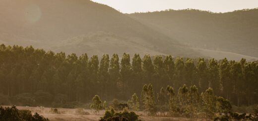 When to Book a Madagascar Trip 2026: How Far Ahead to Plan & Reserve — Madagascar