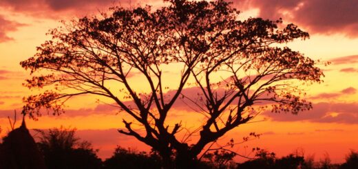 Where to See Baobabs in Madagascar 2026: The Avenue, the Spiny Forest & the Far North Compared — Madagascar