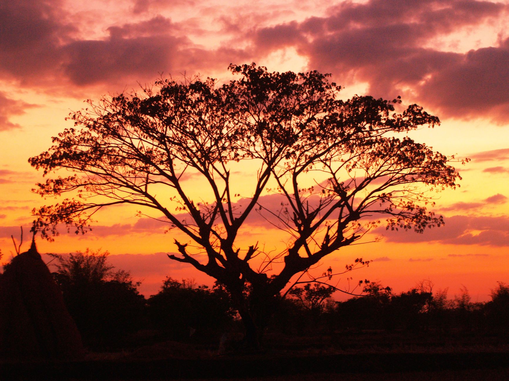 Where to See Baobabs in Madagascar 2026: The Avenue, the Spiny Forest & the Far North Compared — Madagascar