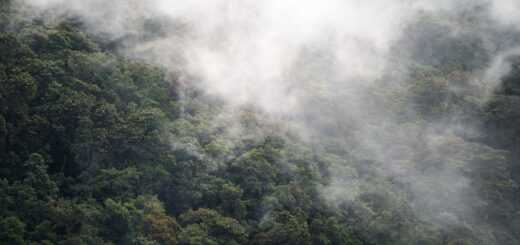 Where to See Frogs in Madagascar 2026: Best Rainforests, Parks & Timing — Madagascar