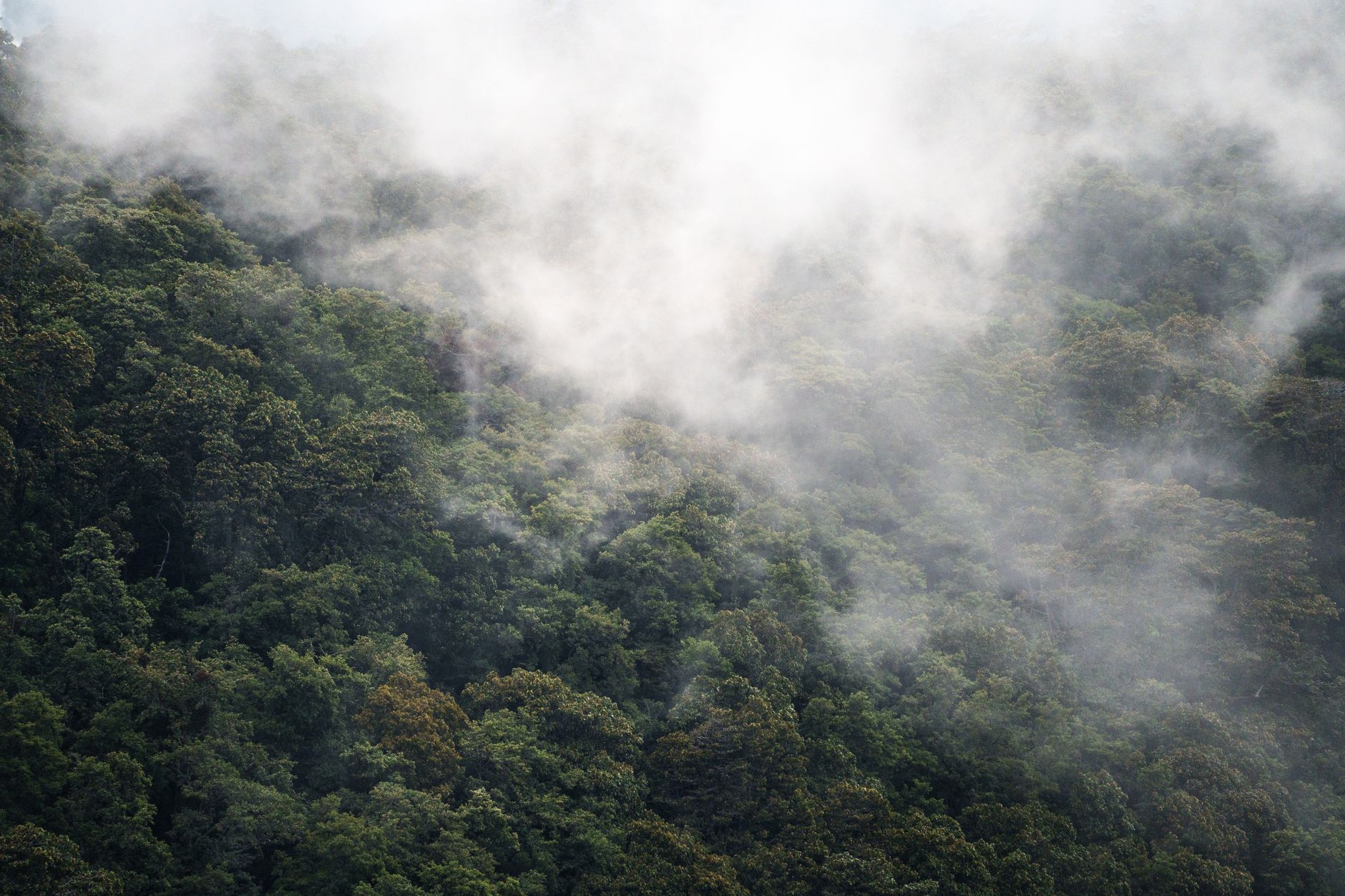 Where to See Frogs in Madagascar 2026: Best Rainforests, Parks & Timing — Madagascar