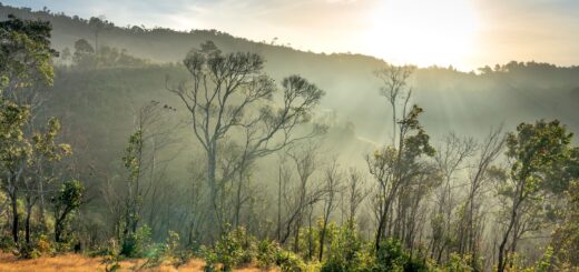 Where to See Tortoises in Madagascar 2026: Best Places, Reserves & Centres — Madagascar