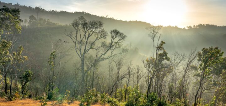 Where to See Tortoises in Madagascar 2026: Best Places, Reserves & Centres — Madagascar