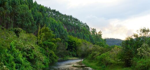 Where to Stay for Tsingy de Bemaraha 2026: Bekopaka Lodges & Morondava — Madagascar