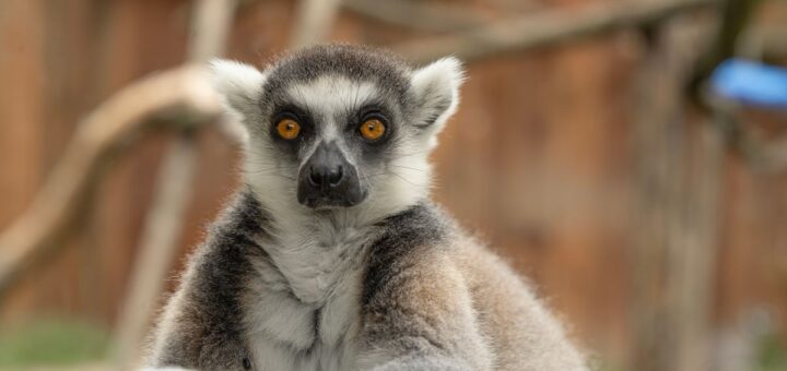 Berenty Reserve: Madagascar's Famous Lemur Sanctuary in the Deep South