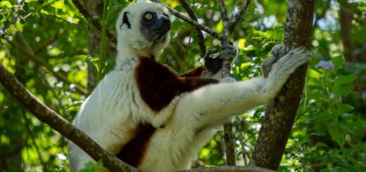 A sifaka lemur in a Madagascar rainforest