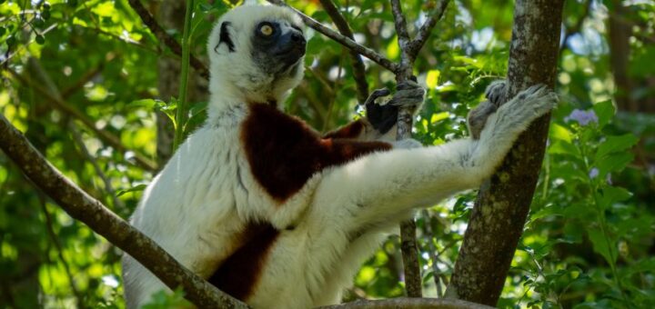 A sifaka lemur in a Madagascar rainforest