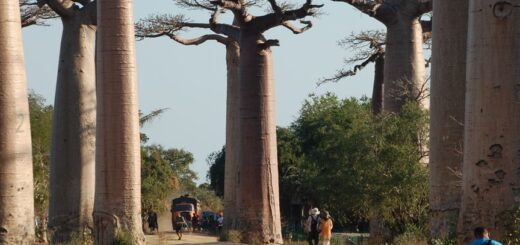 The Avenue of the Baobabs, western Madagascar