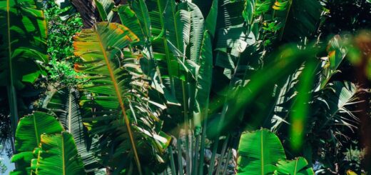 The traveller's palm (Ravenala madagascariensis), Madagascar's fan-shaped national emblem